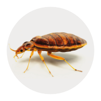 scarafaggi